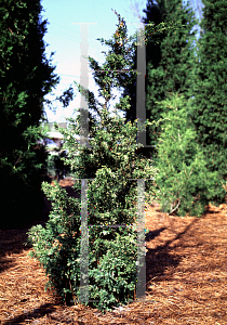 Picture of Juniperus chinensis 'Torulosa Variegata'