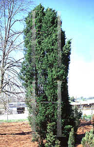 Picture of Juniperus virginiana 'Hillspire'