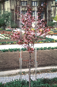 Picture of Prunus nipponica 