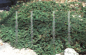 Picture of Juniperus scopulorum 'Repens'