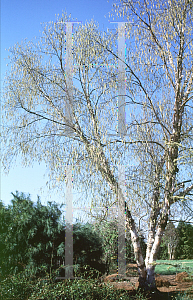 Picture of Betula nigra 'Cully (Heritage)'