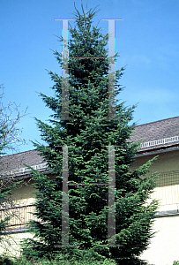 Picture of Abies alba 