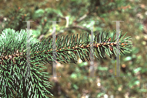 Picture of Picea abies 'Gregoryana Parsonii'