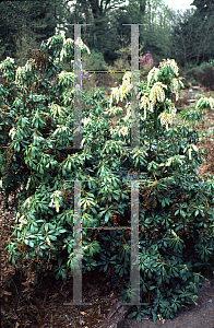 Picture of Pieris japonica 