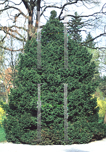 Picture of Picea abies 'Remontii'