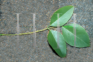 Picture of Erythrina crista-galli 