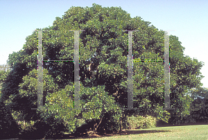 Picture of Erythrina variegata var. orientalis 