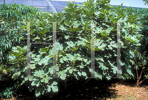 Picture of Ficus carica 