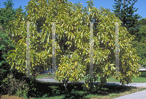Picture of Ficus elastica 'Doescheri'
