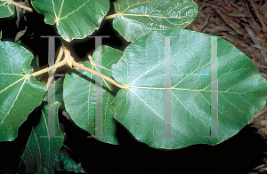 Picture of Ficus sycomorus 