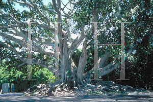 Picture of Ficus drupacea var. pubescens 