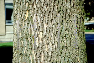 Picture of Fraxinus americana 