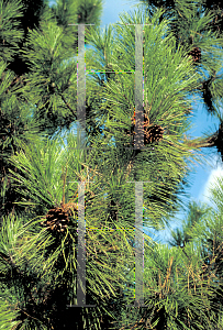 Picture of Pinus densiflora 