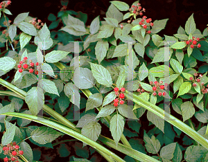 Picture of Rubus spp. 