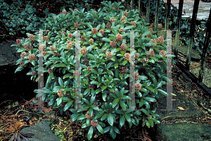 Picture of Skimmia japonica 