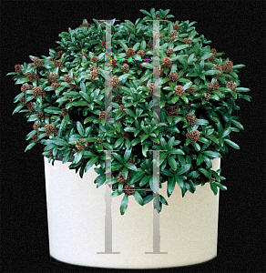 Picture of Skimmia japonica 