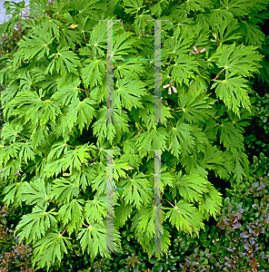 Picture of Acer japonicum 