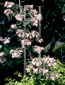 Picture of Kolkwitzia amabilis 