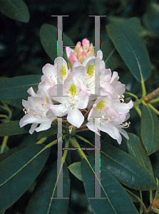 Picture of Rhododendron maximum 