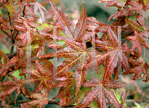 Picture of Acer palmatum (Matsumurae Group) 'Abigail Rose'