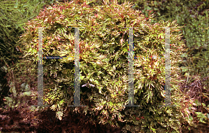 Picture of Acer palmatum (Matsumurae Group) 'Abigail Rose'