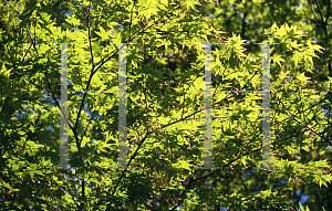 Picture of Acer palmatum 'Jewels'