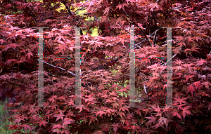 Picture of Acer palmatum 'Beni shigitatsu sawa (Aka shigitatsu sawa)'