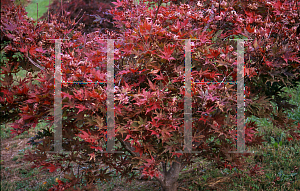 Picture of Acer palmatum 'Beni shigitatsu sawa (Aka shigitatsu sawa)'
