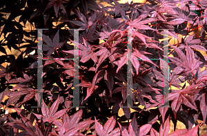 Picture of Acer palmatum 'Akaha nishiki'