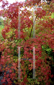 Picture of Acer palmatum 'Akaji nishiki (Bonfire)'