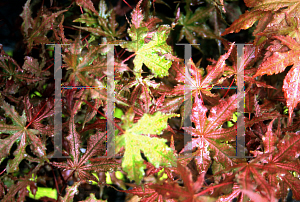 Picture of Acer palmatum (Matsumurae Group) 'Amber Ghost'