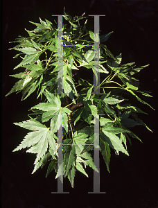Picture of Acer palmatum 'Aoba jo'