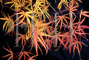 Picture of Acer palmatum(Linearilobum Group) 'Shinobuga oka (Aome-no-uchi)'