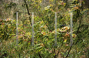 Picture of Acer palmatum(Linearilobum Group) 'Shinobuga oka (Aome-no-uchi)'