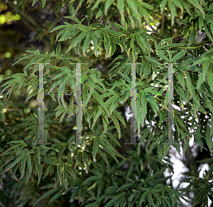 Picture of Acer palmatum (Matsumurae Group) 'Ao kanzashi'