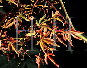 Picture of Acer palmatum (Matsumurae Group) 'Ao kanzashi'