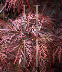 Picture of Acer palmatum (Dissectum Group) 'Ao nishiki'