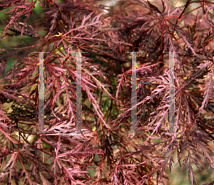 Picture of Acer palmatum (Dissectum Group) 'Ao nishiki'