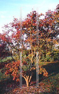 Picture of Acer palmatum (Amoenum Group) 'Ao shidare1'