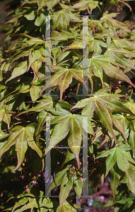 Picture of Acer palmatum (Amoenum Group) 'Ao shidare1'