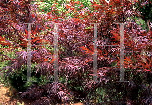 Picture of Acer palmatum(Linearilobum Group) 'Shime no uchi (Ao shime no uchi)'