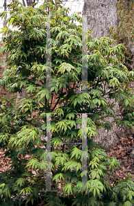 Picture of Acer palmatum 'Aoba jo'