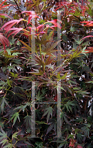 Picture of Acer palmatum (Matsumurae Group) 'Aratama'
