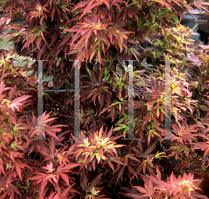 Picture of Acer palmatum (Matsumurae Group) 'Aratama'