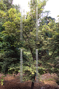 Picture of Acer palmatum 'Maiko'