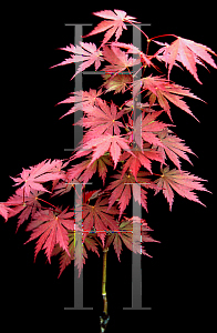 Picture of Acer palmatum (Matsumurae Group) 'Ariadne'