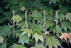 Picture of Acer palmatum (Amoenum Group) 'Aspen Green'