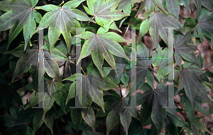 Picture of Acer palmatum (Amoenum Group) 'Variegatum (Atropurpureum Variegatum)'