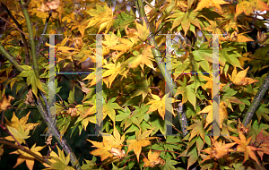 Picture of Acer palmatum (Amoenum Group) 'Atrovariegatum'