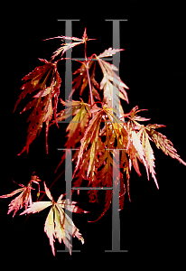 Picture of Acer palmatum (Dissectum Group) 'Autumn Fire'